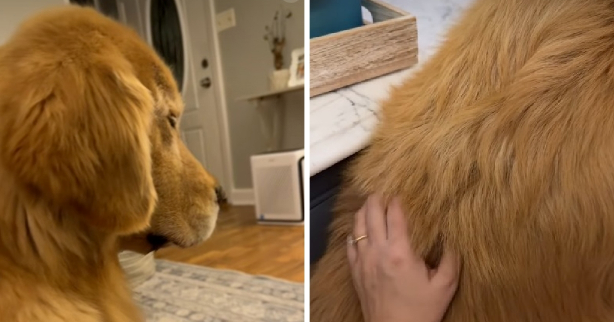 VIDEO Zlatni retriver zaspao sjedeći dok ga je vlasnica češkala