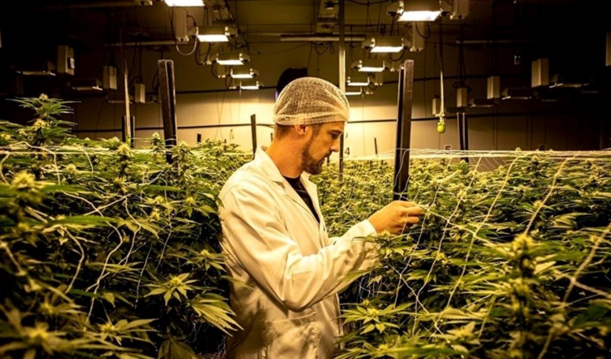 Studija: Redovito pušenje marihuane povećava rizik od srčanog i moždanog udara