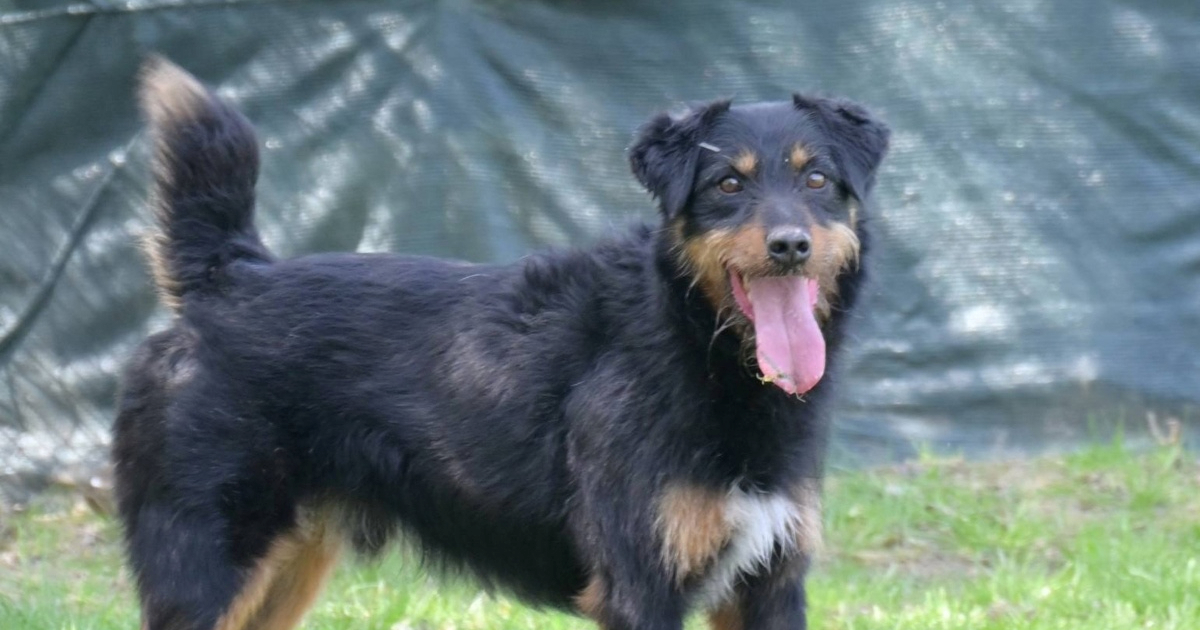 Campi je proveo četiri godine u Dumovcu, pomozimo mu da pronađe dom