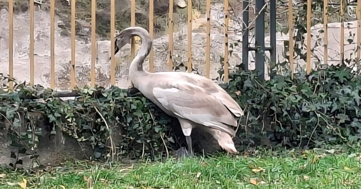 Mladi labud je odlutao od skloništa i nije se mogao vratiti. Pomogli mu iz Dumovca