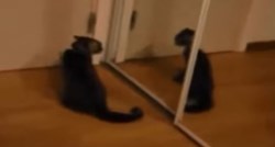Evo što se dogodi kada mačka naiđe na zrcalo i ugleda svoj odraz