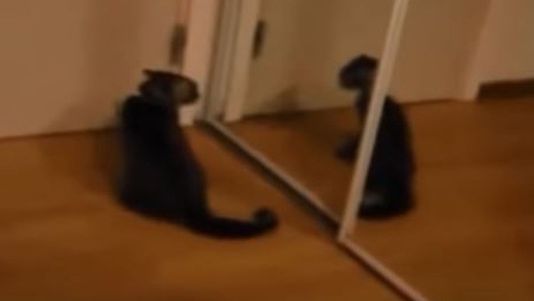 Evo što se dogodi kada mačka naiđe na zrcalo i ugleda svoj odraz