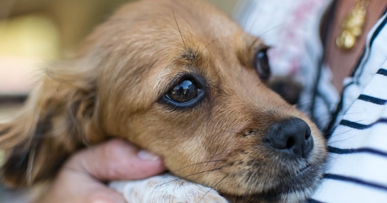 Deset uobičajenih strahova i fobija kod pasa