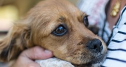 Deset uobičajenih strahova i fobija kod pasa