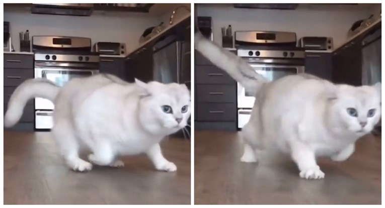 Usporena snimka pretile mačke kako trči je hit, ljudi pišu: Ovo je presmiješno