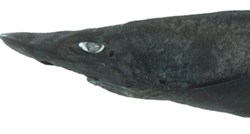 FOTO Otkrivena nova neobična vrsta morskog psa. Ima bijele oči i čudna jaja