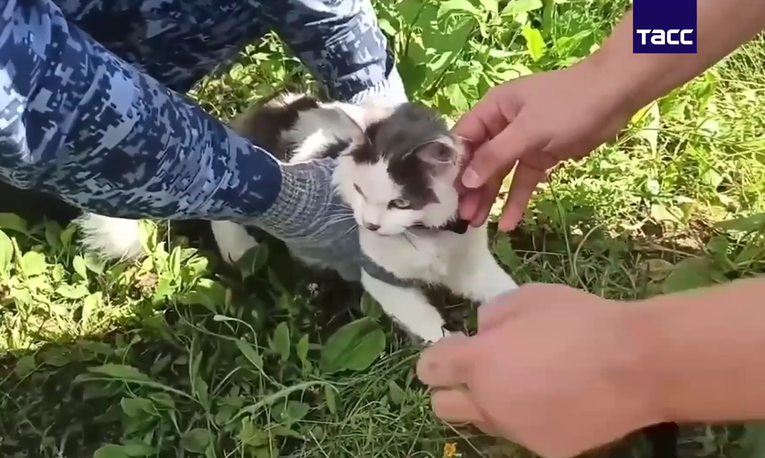 VIDEO Mačka nosila drogu zatvorenicima u ruskom zatvoru. Uhvatili su je čuvari