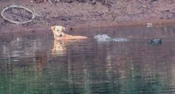 Pas skočio u vodu, a umjesto da ga pojedu, krokodili mu spasili život