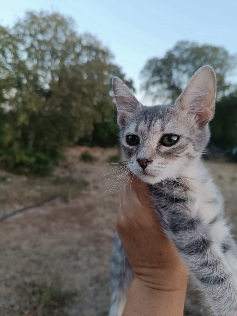 Preslatki mačić Whiskas po treći put traži zauvijek dom