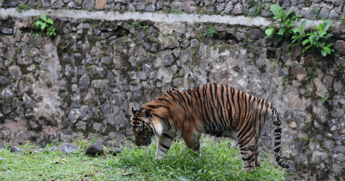 Tigar napao muškarca u zoološkom vrtu u Engleskoj. Park evakuiran