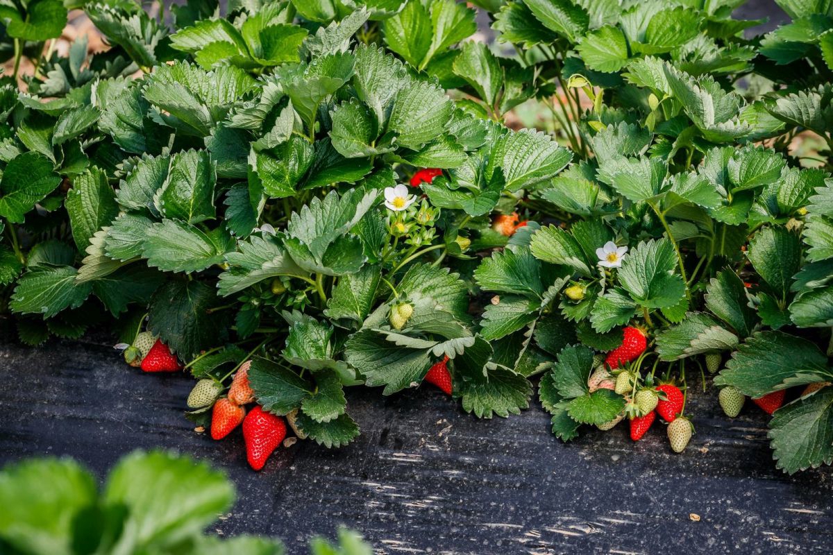 Vlajčić u Vrgorcu s proizvođačima jagoda raspravljao o opstanku proizvodnje