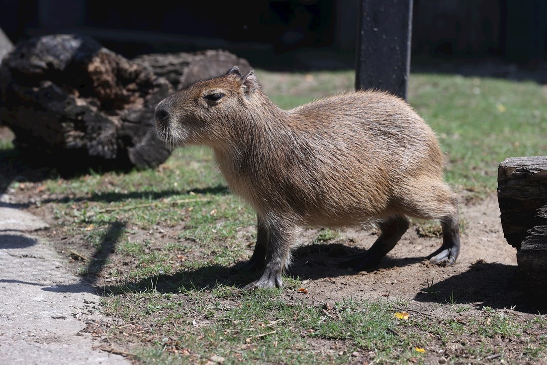 Odbjegla kapibara s potjernice uhvaćena u Kini nakon dva mjeseca potrage