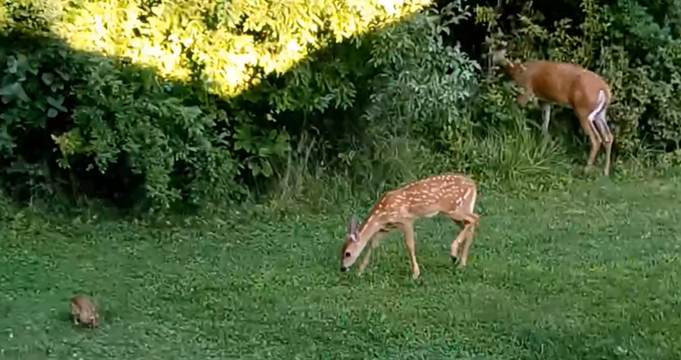 Čovjeku u dvorište došli "Bambi i Thumper iz stvarnosti"
