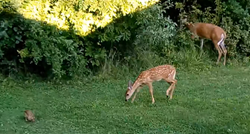 Čovjeku u dvorište došli "Bambi i Thumper iz stvarnosti"