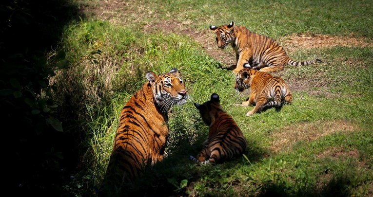 U kubanskom ZOO-u sad ima više mladunaca jer su životinje iskoristile mir u karantene