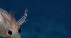 Neobično podmorsko stvorenje zbunilo znanstvenike: "Nikad to nisam vidio"