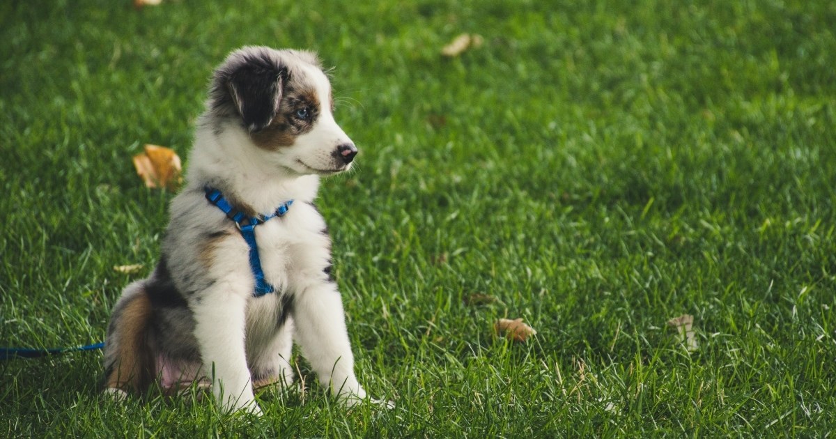 Pet stvari koje vam nitko ne kaže kad nabavljate štene