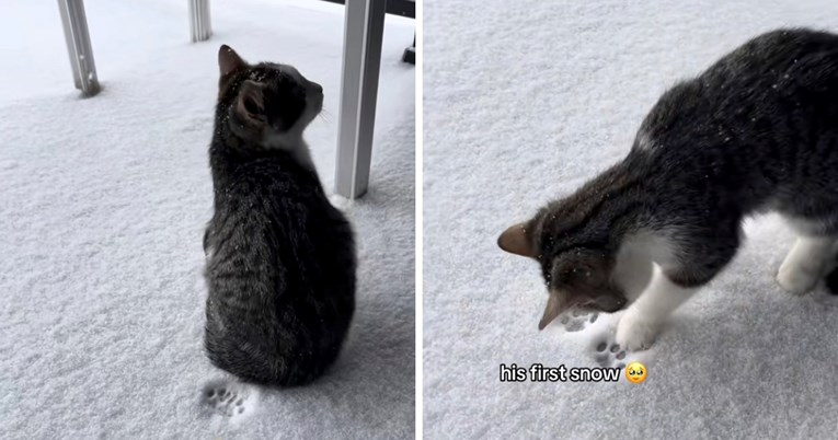 4,5 milijuna pregleda: Mačić prvi put ugledao snijeg, njegova reakcija topi srca