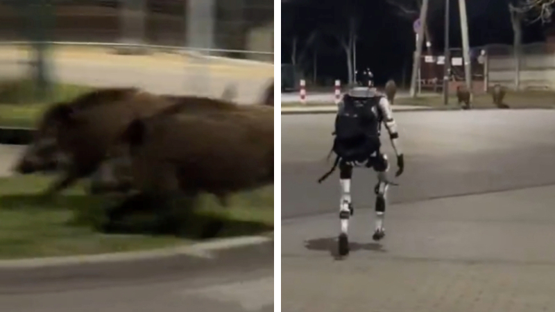 VIDEO Robot koji tjera divlje svinje u Poljskoj postao viralni hit