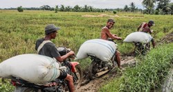Više cijene su poticaj proizvođačima riže u Aziji