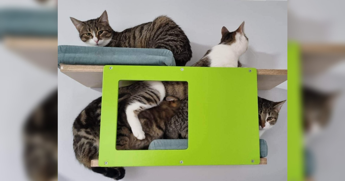 Hit fotografija iz Osijeka: Koliko mačaka vidite?