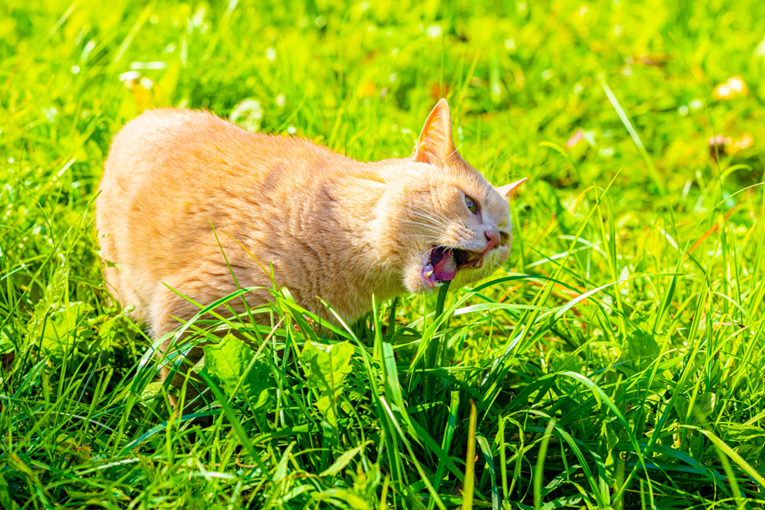 Zašto mačke jedu travu?