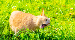 Zašto mačke jedu travu?