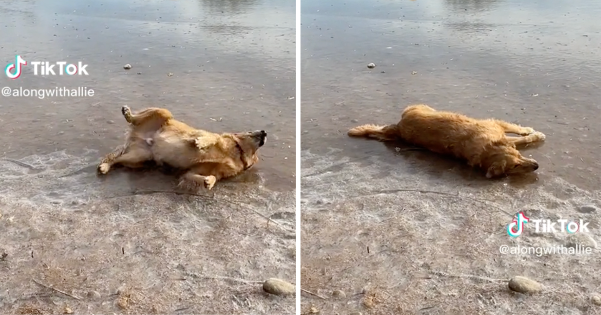 Retriver odlučio zaplivati u jezeru, nije ga bilo briga što je zaleđeno