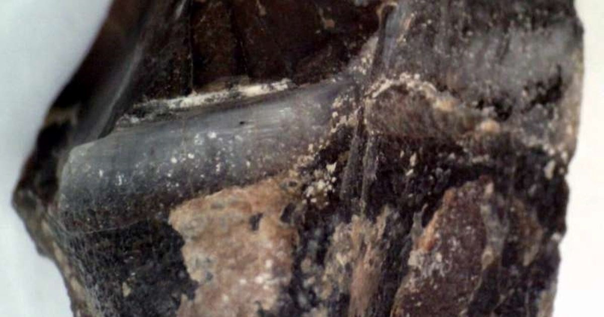 Znanstvenici izdvojili proteine iz zuba nosoroga starog 24 milijuna godina