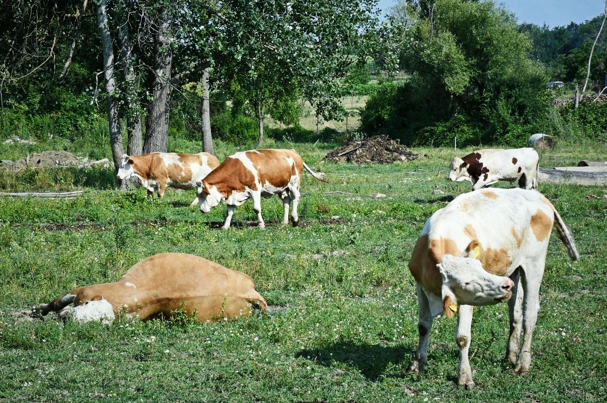 Epidemija bedrenice se širi. Potvrđeno 44 pozitivna uzorka u sedam općina