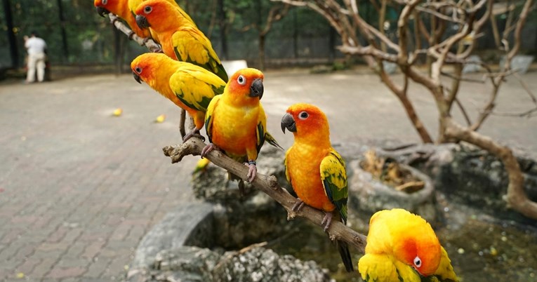 Sunčane jandaje glasne su papige koje osvajaju svojom ljepotom