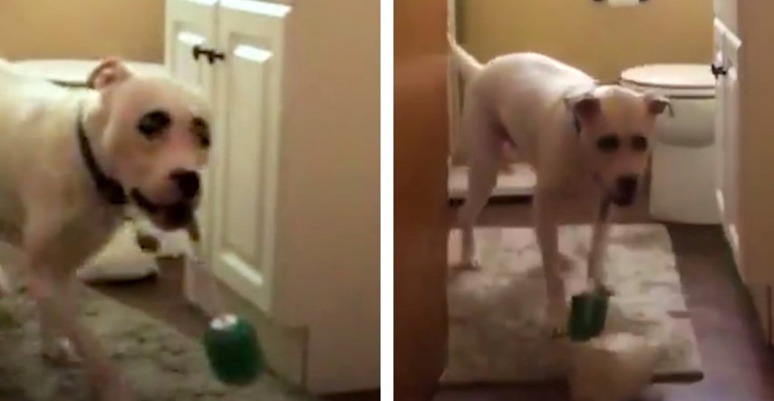 Najdraža zanimacija: Pas izluđuje vlasnicu krađom WC-četki iz kupaonice