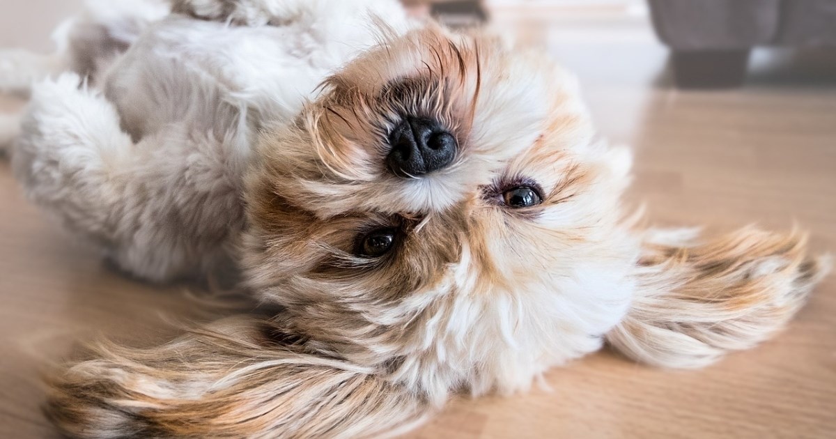 Pas koji ne voli gužvu: Ova pasmina se najbolje snalazi u mirnim kućanstvima