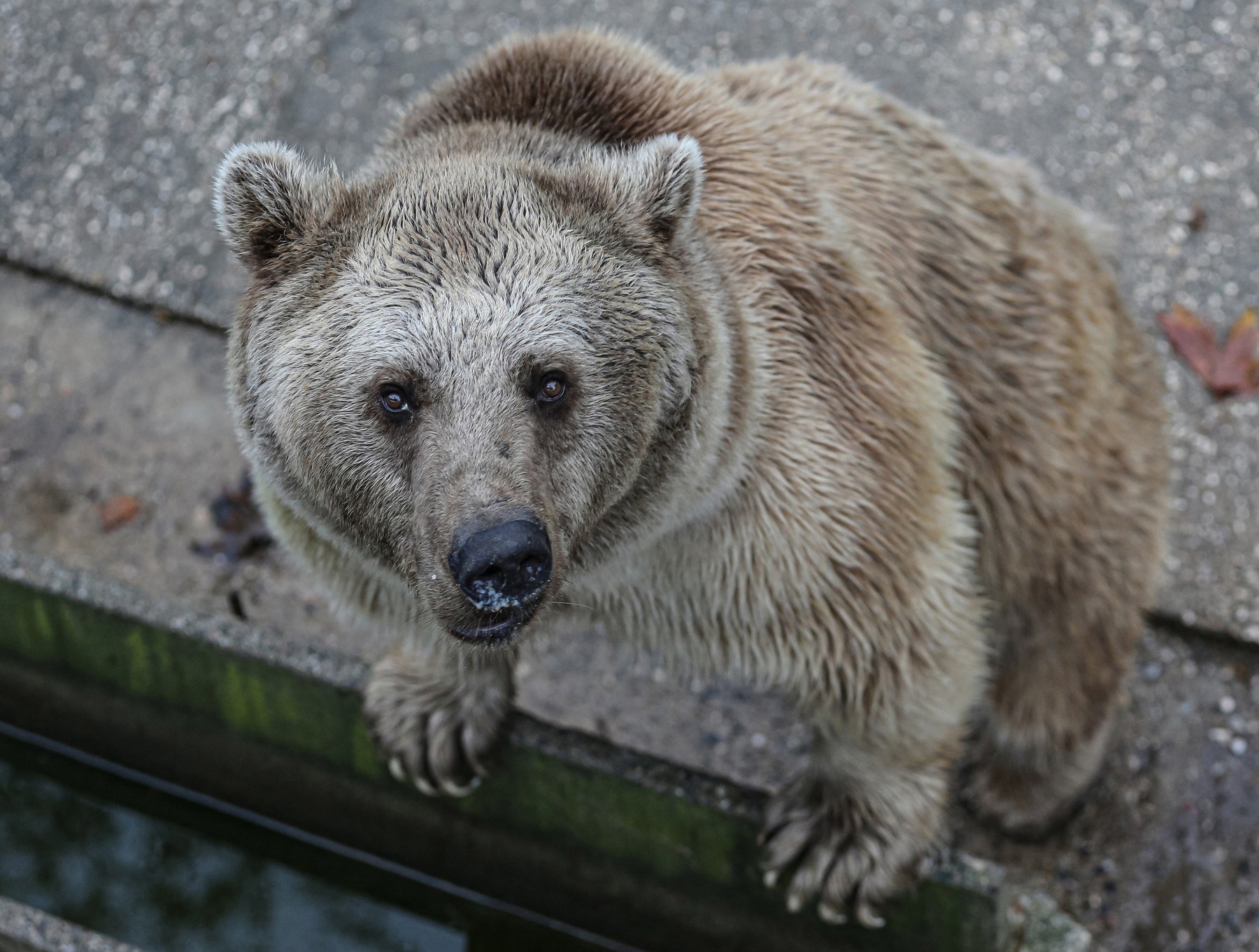 Grizli u Kanadi napao osnovnoškolce, dvoje kritično