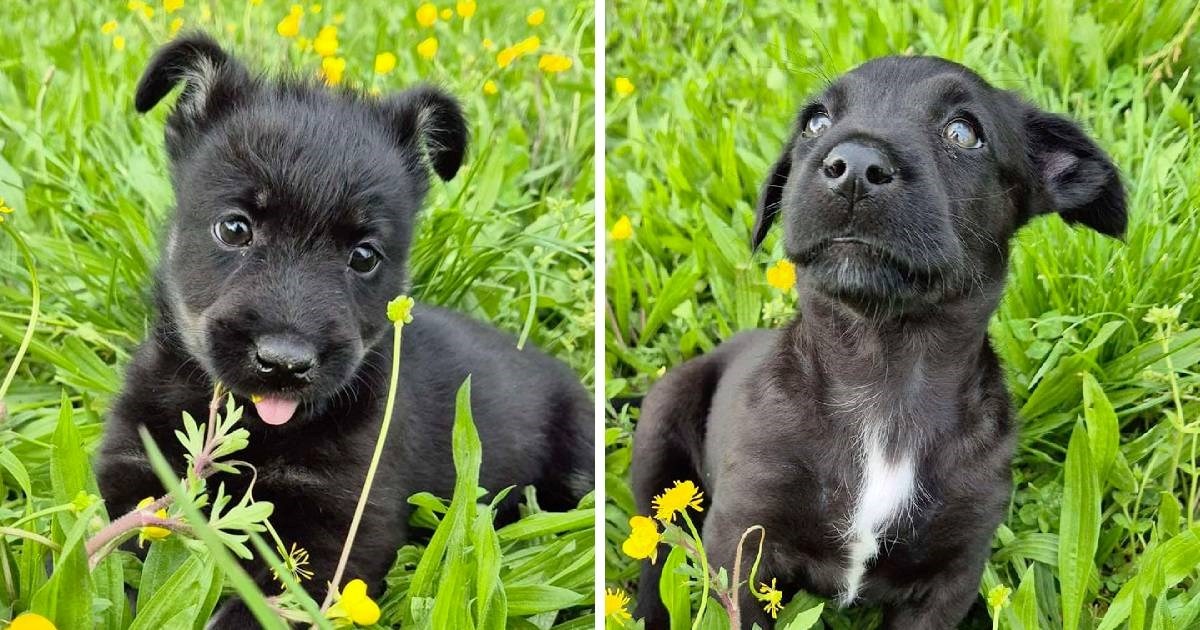 Crni psi teško pronalaze dom, ali vjerujemo da ovim štencima nećete moći odoljeti
