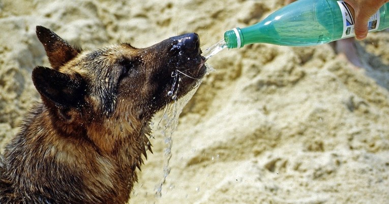 Što pas smije piti osim vode? Pet sigurnih napitaka za povremenu promjenu
