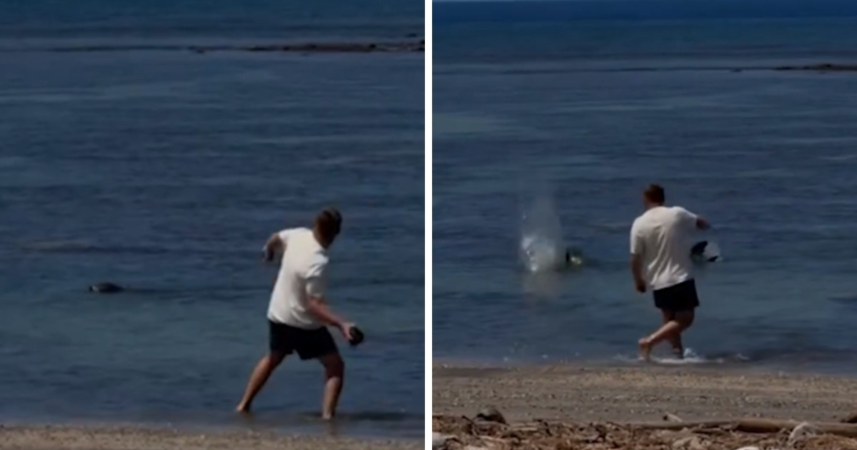 VIDEO Turist na Havajima gađao tuljana kamenom. "Briga me za kaznu, bogat sam"