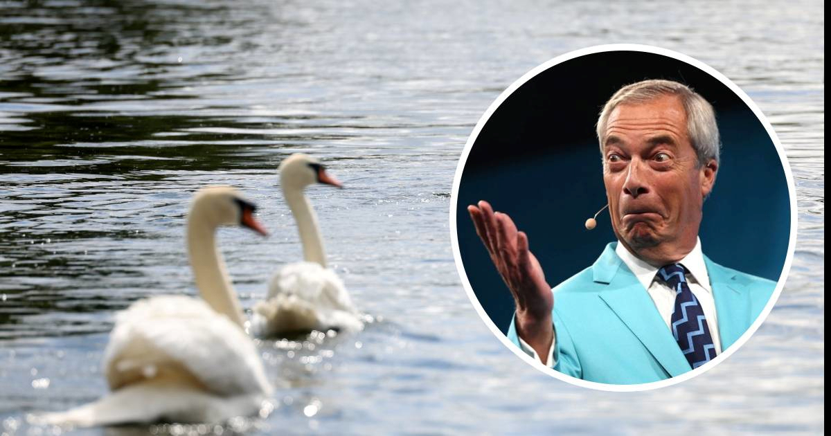Nigel Farage tvrdi da rumunjski imigranti jedu labudove iz parkova. To je laž