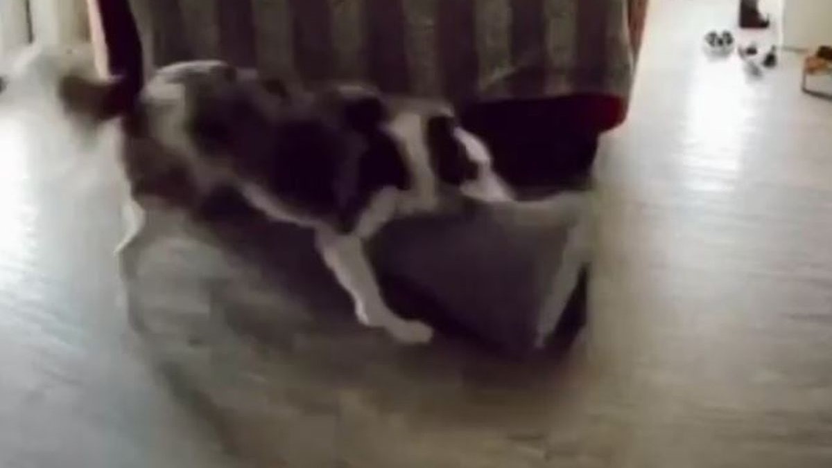 Kamera je uhvatila psa u nestašluku, pretvarao se kao da se ništa nije dogodilo