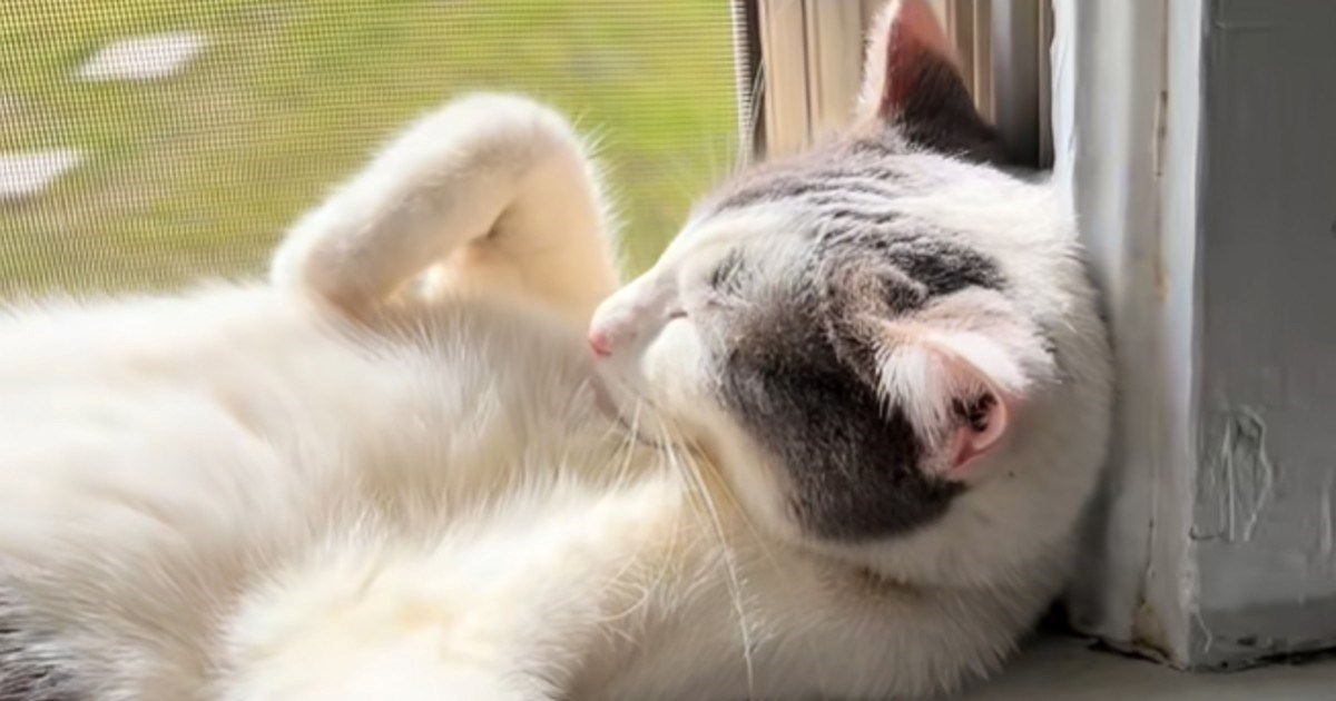 Vlasnica pronašla mačku kako spava u preslatkom položaju, ali i na neobičnom mjestu