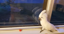 Ovaj papagaj poludi od sreće kada vidi da njegov vlasnik dolazi doma