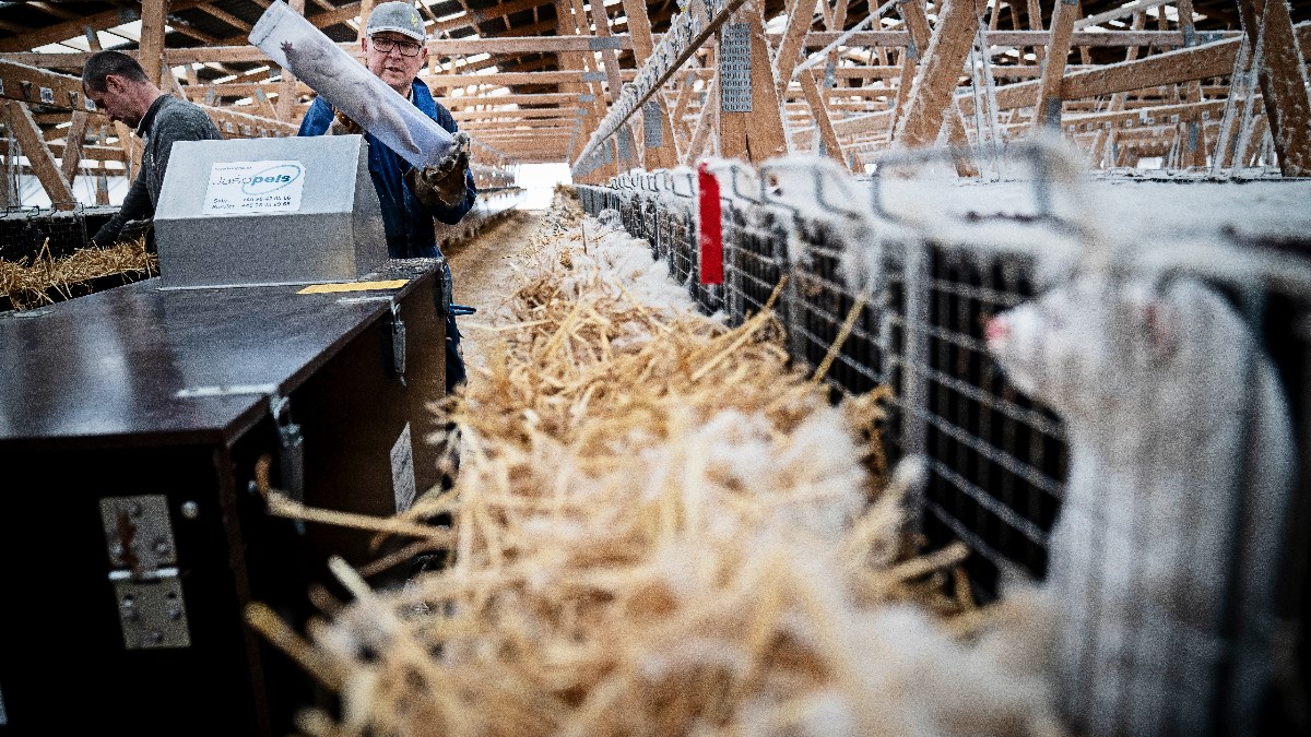 EU odobrila dansku državnu potporu za industriju krzna