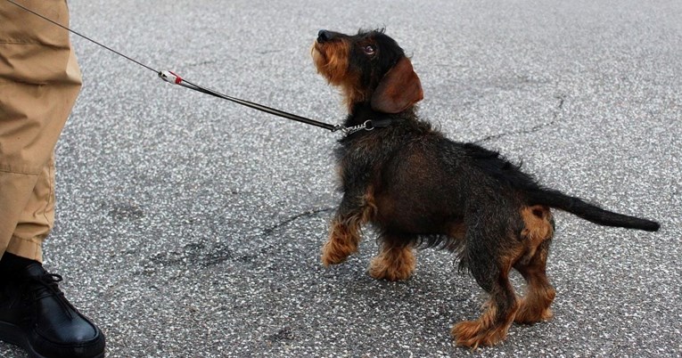 Sedam pravila koja bi trebao slijediti svaki vlasnik koji želi pristojnog psa