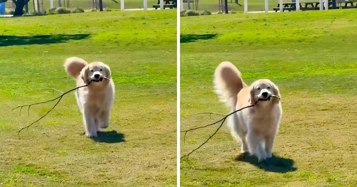 Vlasnica snimila psa koji ponosno nosi granu. Njegova sreća će vas oduševiti