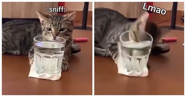 Mačka srušila čašu vode dok je gledala vlasnika ravno u oči, video je hit