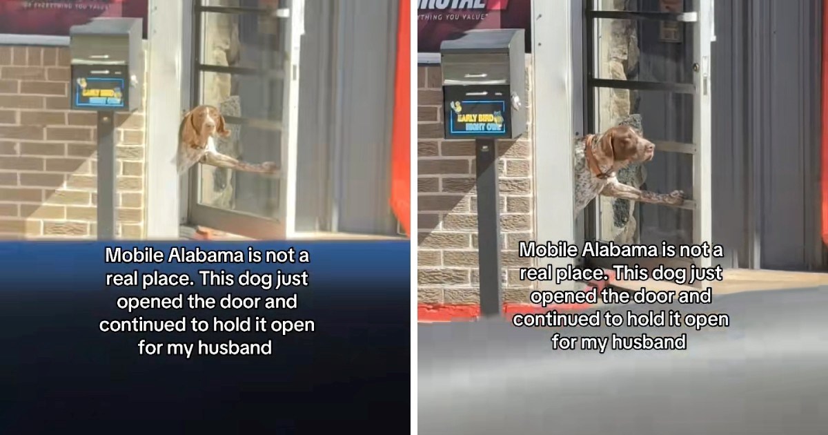 VIDEO Pristojni pas postao viralni hit na TikToku zbog svojih manira