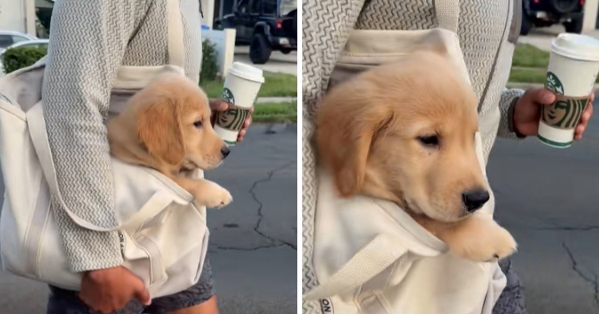 Preslatki psić postao je hit nakon prvog posjeta Starbucksu