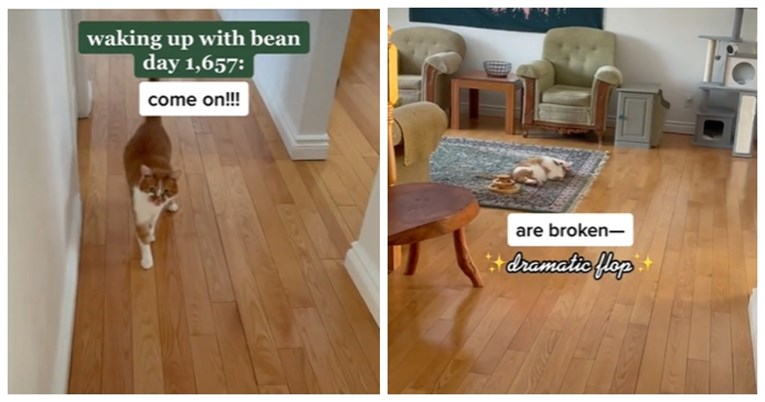 VIDEO Mačak Bean svoju vlasnicu svako jutro dočeka s glasnim prigovorima