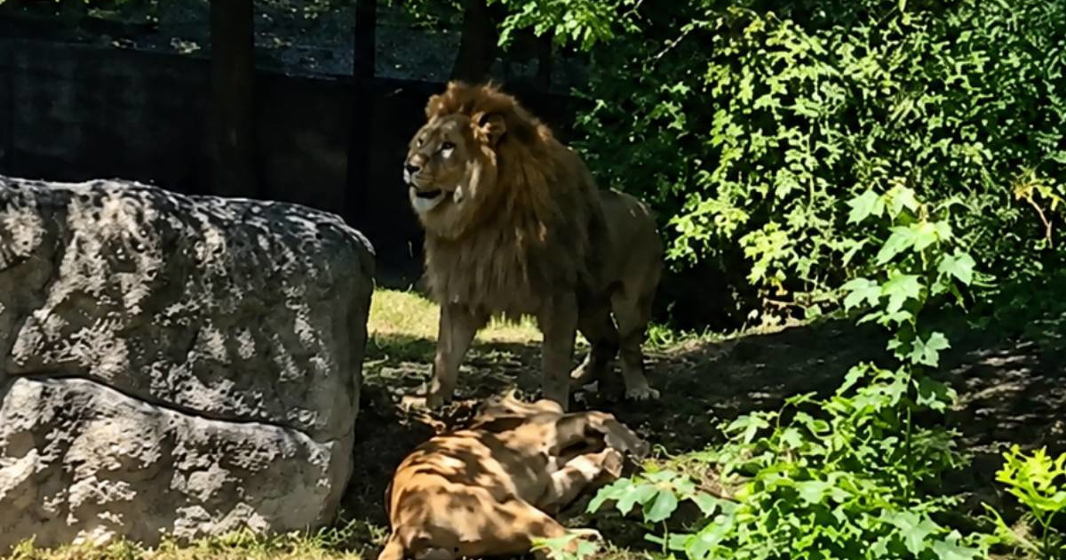 VIDEO Udruga objavila snimku lava i lavice u zagrebačkom ZOO-u