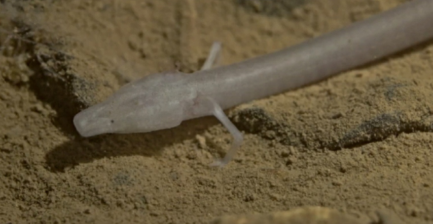 VIDEO U Nacionalnom parku Krka snimljen dokumentarac o čovječjoj ribici